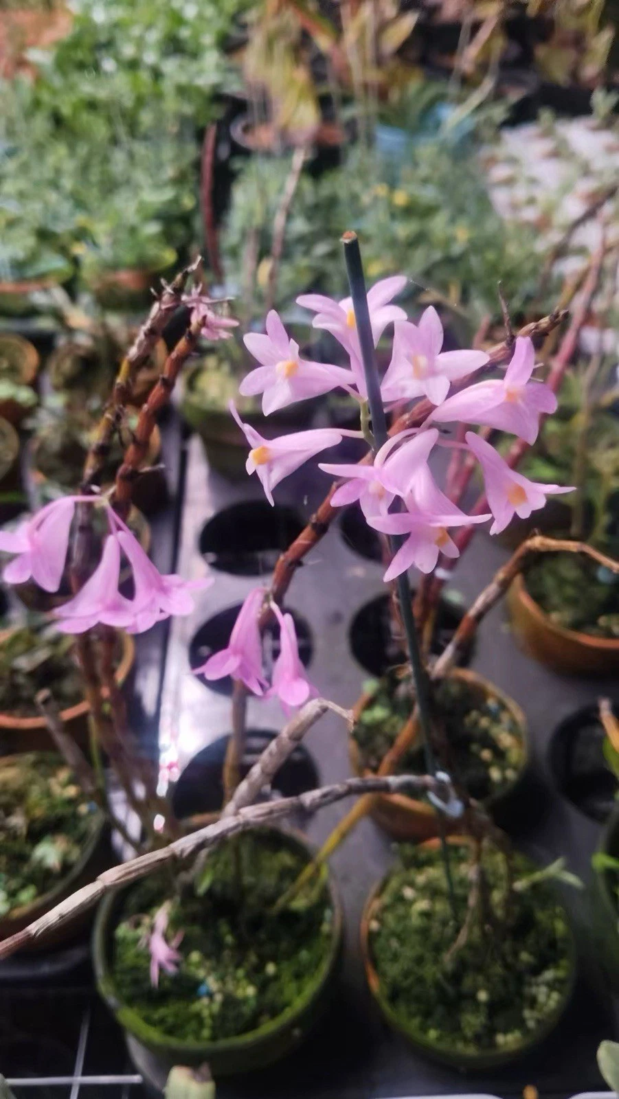 Dendrobium hasseltii Rare Species Orchid Sumatra Established Blooming Size Plant
Opens in a new wind