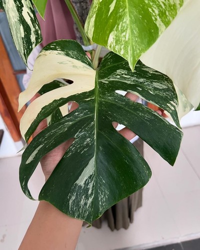 Monstera Deliciosa variegated monstera albo white tiger Phytosanitary Cert - Afbeelding 2 van 6