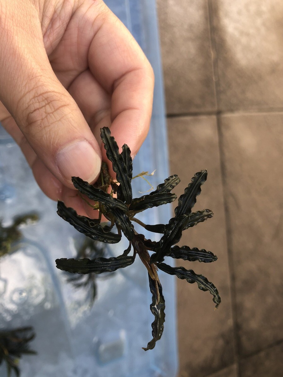 公式通販サイト - ファッション 通販 Bucephalandra sp. 株 6