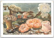 Paul Flanderky Sea Anemones Berlin Museum Oceanography Postcard 1910s