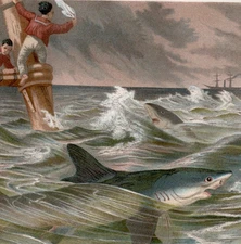 BLUE SHARK CHASE SCENE – DRAMATIC OCEAN VIEW 1890 ANTIQUE CHROMOLITHOGRAPH