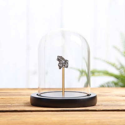 Taxidermie kleiner Campo del Cielo Meteorit in Glaskuppel mit Holzsockel