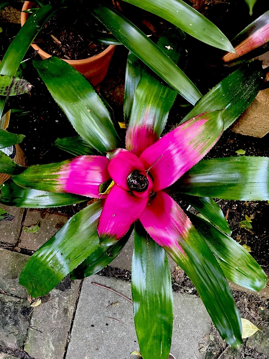 Bromeliad Neoregelia Tropical Houseplants for sale | eBay