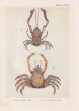 1907 CRAB Print - Antique - Sea Life Wall Art - Ocean Decor - 6.15 x 4.25 Inches