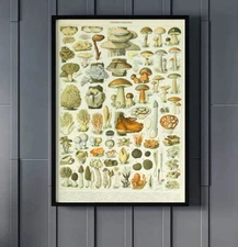 Adolphe Millot Mushroom Canvas/Poster Wall Art - Science Painting Print