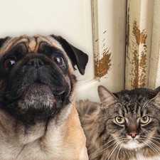 PETPROOF Cat Scratch-Resistant Weatherstrip and Door Frame Protector, 6-Pack,