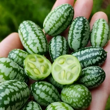 40 Heirloom Cucamelon Seeds AKA Mouse Melon - Mexican Sour Gherkin - NonGMO