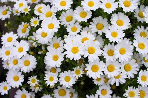 2000 OX EYE DAISY Marguerite Chrysanthemum Leucanthemum Flower Seeds *Comb S/H - Picture 4 of 9