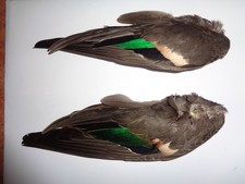 Eurasian teal wings, bright green feathers.