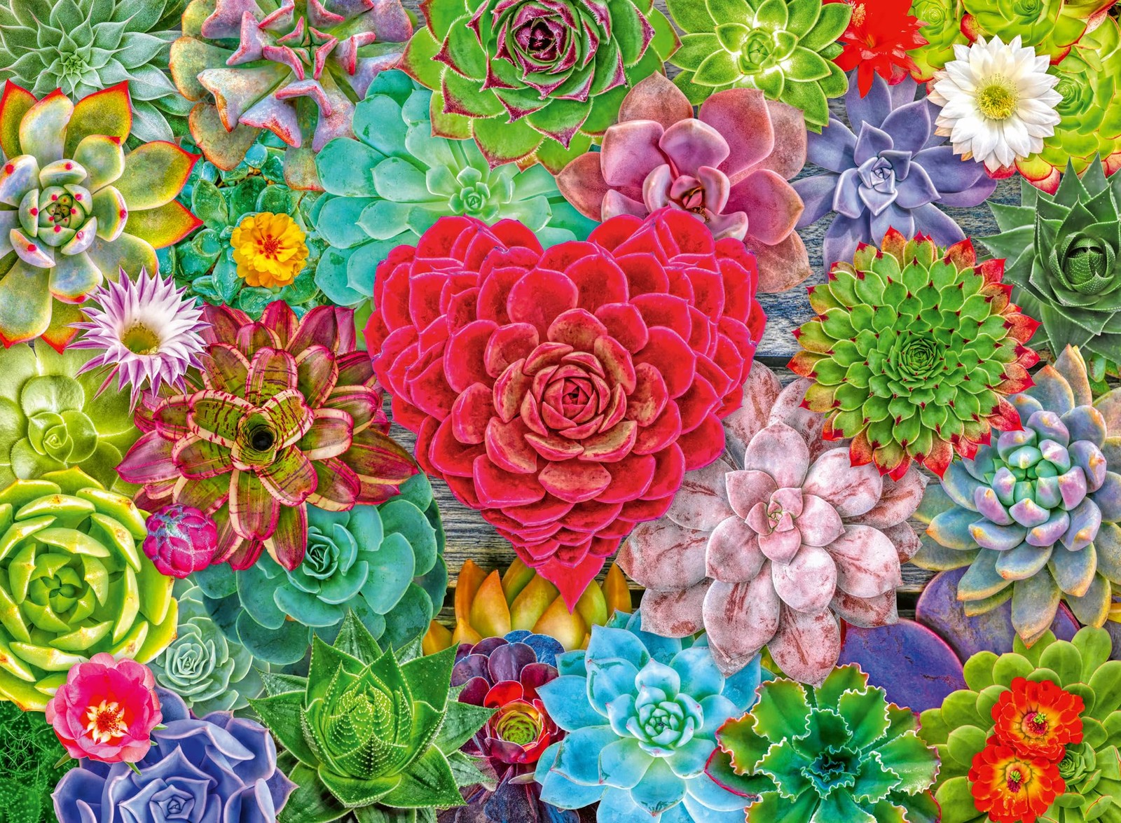 Пазл Ravensburger Succulent Love из 500 кусочков для взрослых и детей разного возраста 7390₽