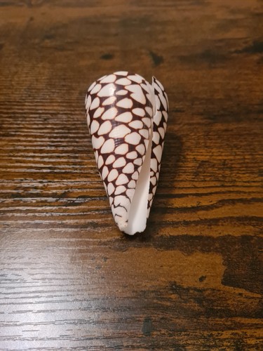 Coquillage Conus, Cones des mers F+++ Sea Shell, Cabinet de Curiosité - Photo 45/83