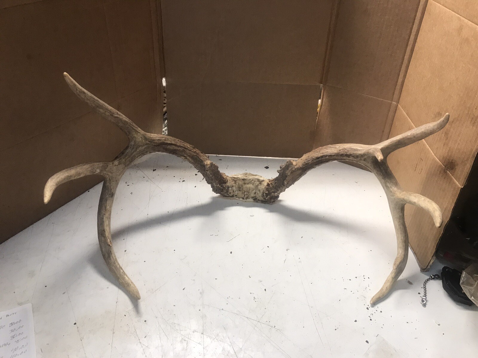 whitetail deer antlers for sale eBay