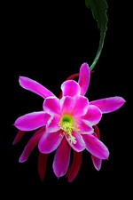 Epiphyllum Epicactus hybryda, odmiana knebel 'Sherman E. Beahm'
