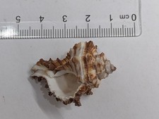 Marine Sea Shell from The Philippines (#R222)