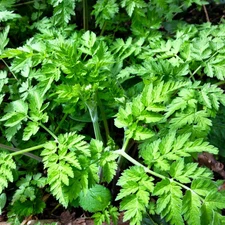 Chervil Seeds - For 2025 Planting Anthriscus Cerefolium French Parsley Cicely