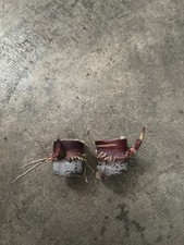 2 Rooted Dark Purple Sugarcane Cutting Sweet And Juicy Ready To Plant