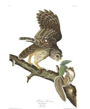 1830 John Audubon Barred Owl and Grey Squirrel Havell Edition Exc
