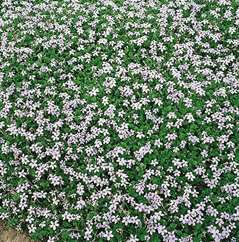 Perennial Farm Marketplace Isotoma Fluviatilis (Blue Star Creeper
