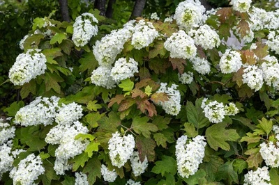 SEEDVILLE USA 40 White OAK LEAF HYDRANGEA Quercifolia Shrub Flower Seeds