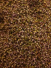 Heather flower tea (Calluna vulgaris (L.)Hull.) Botanical Remedies
