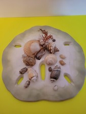 Sand Dollar Shell Chalkware Art Wall Hanging 11"x12" UNIQUE