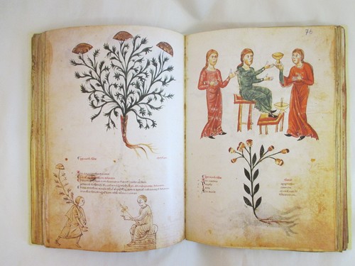 Die Medicina Antiqua - Bild 4 von 4