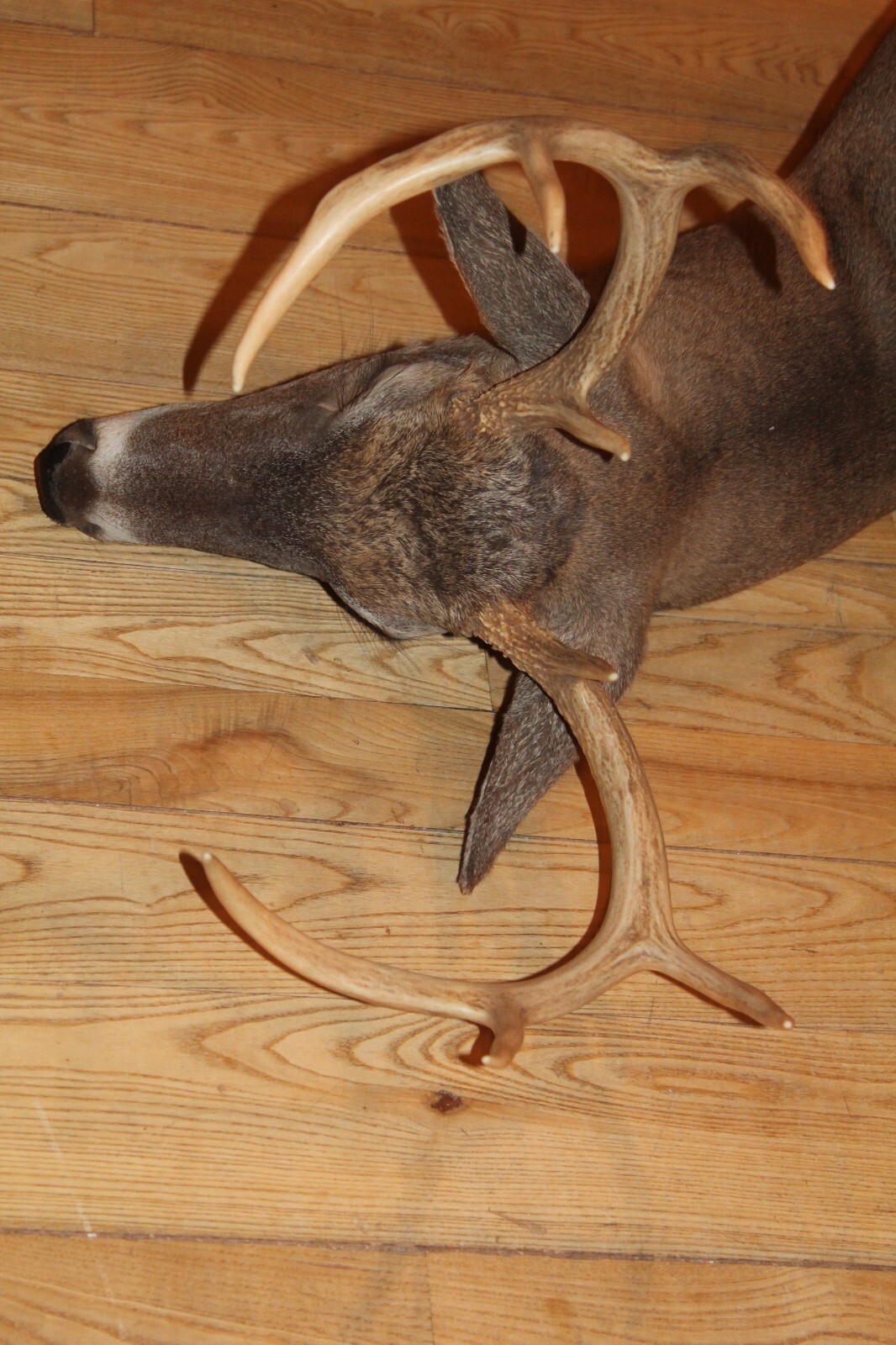 Whitetail Deer Head Shoulder Mount Taxidermy Cape Shed Antler Hunt Mule Rack