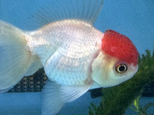 SALE! 3" IMPORTED THAILAND ORCHID TAIL RED CAP ORANDA + FREE S&H
