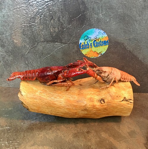 Real Taxidermy Crawfish Decor two crawfish fighting on driftwood