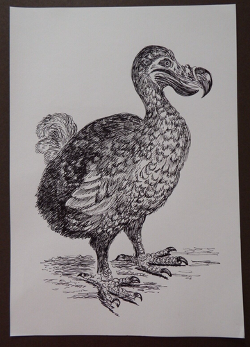 Ornithological Ink Drawing of a Dodo Extinct Bird Of Mauritius Raphus Cucullatus - Picture 3 of 21