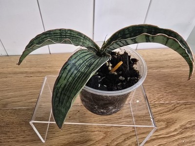 Sansevieria Cleopatra RARE Snake Plant 3 Leaf in 2.5" Pot | eBay