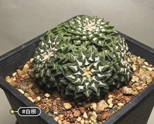 8.2cm Multi Heads Rare Cacti Ariocarpus kotschoubeyanus WYSIWYG Self Rooted Sale