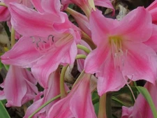 Crinum Lily, Carnival #02, medium-size bulb, NEW, stunning, RARE