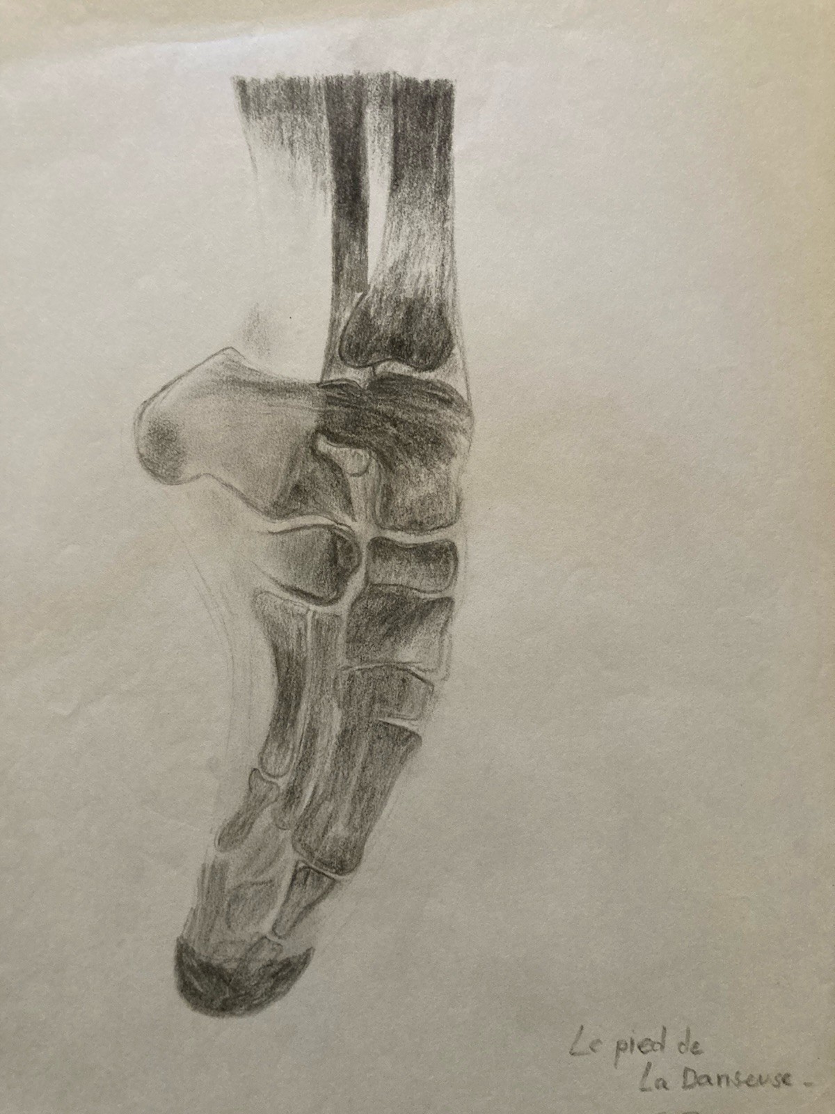 Muy Bonito Dibujo Lápiz Papel Pie Bailarina Danza Esqueleto 1960 Curiosidad Arte