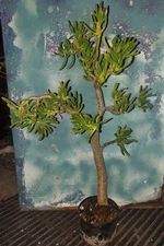 LG Bonsai Trumpet Jade Crassula Gollum 28" Tall Great Style Beautiful Fingers