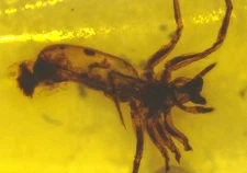 Odd Spider with Long Abdomen in Burmese Burmite Amber Fossil Dinosaur Age