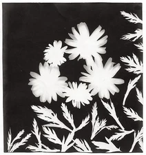 Photogramme - Fleurs - Tirage argentique baryté 1950 - 