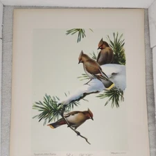 Roger Tory Peterson Bohemian Wax-Wing Lithograph Print USA 1949 Plate 169