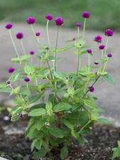50 purple Gomphrena Globosa Globe Amaranth seeds * organically grown * FREE S/H