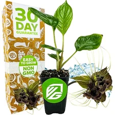 Black Bat Flower Plant - Tacca chantrieri - Live Plant