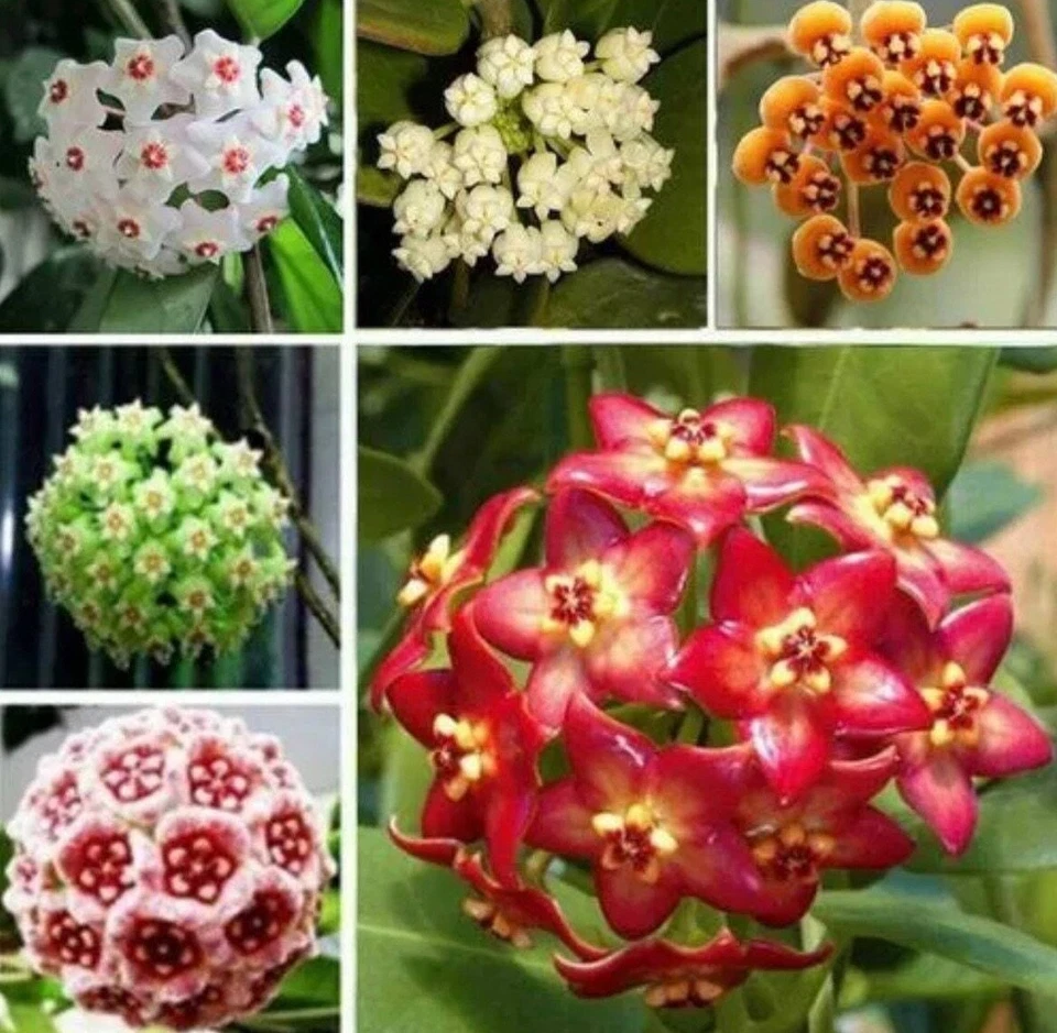 Semillas de variedad Hoya mixtas ~ hermosas ~ flores fragantes ~ plantas ~ amantes de las plantas Foto 3 de 4