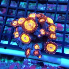 WYSIWYG - Ultra Zoas Colony