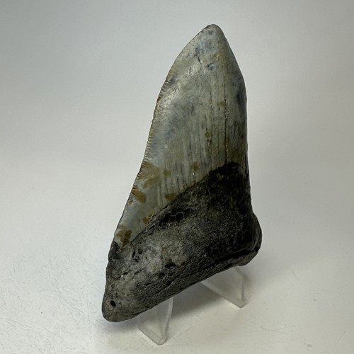 Megalodon Haizahn 3,84 Zoll pathologisch - einzigartige Form - echtes Fossil 19439 - Bild 3 von 9