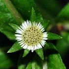 Eclipta prostrata, False daisy, Yerba de Tago, Bhringraj Herb - 50 to 200