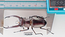 F52629. Unmounted insects,Lucanidae: LUCANUS ANGUSTICORNIS sp. Vietnam North. A2