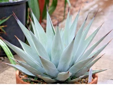 RARE AGAVE  PARRYI var. COUSEI hardy exotic succulent aloe plant seed 20 SEEDS