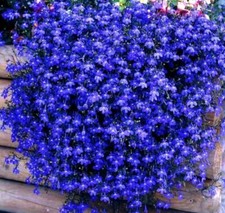 500 x TRAILING CASCADE LOBELIA Seeds