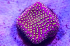 WWC Electric Daisy Stylocoeniella Frag  "Not WYSIWYG"