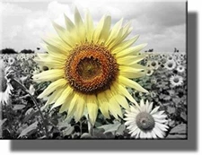 Big Sunflower on Farm Picture on Stretched Canvas, Wall Art Décor, Ready to Hang