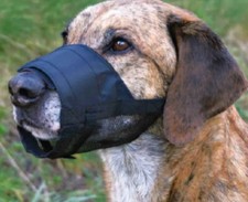 Muselière pour chien